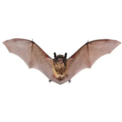 Little Brown Bat