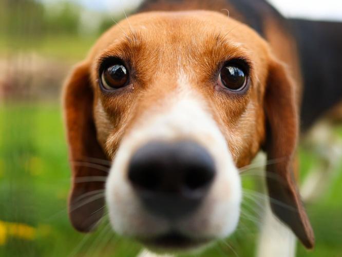 Ridglan Farms beagle transfer