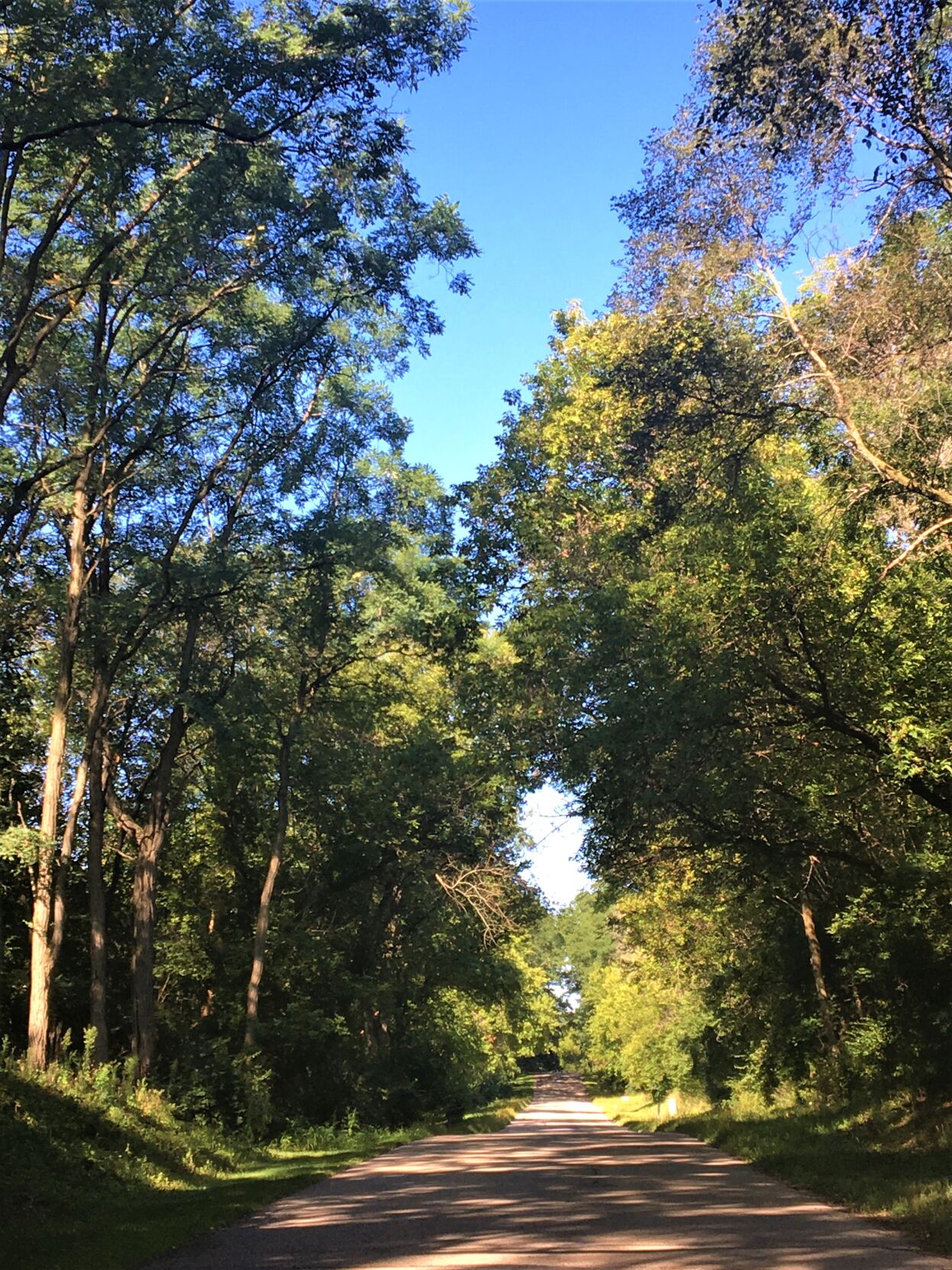 Scenic wooded view on Rustic Road 11 along Steele Road, between Berndt and South roads