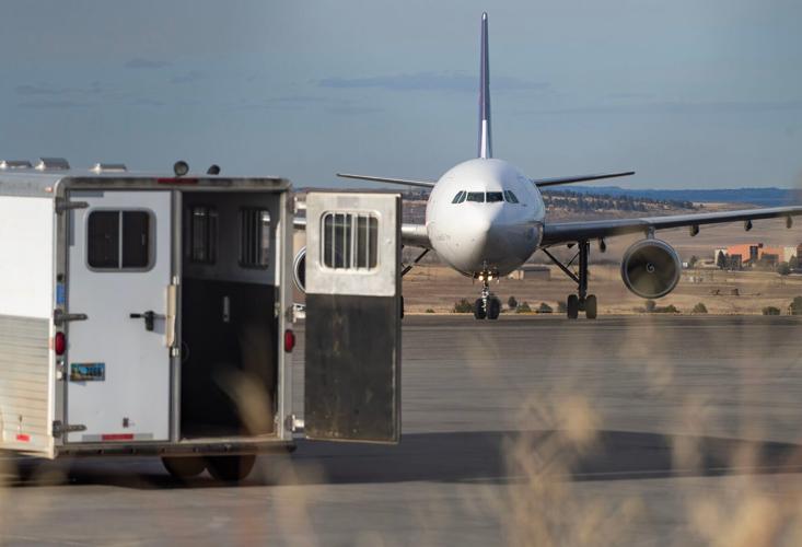 Horse flies FedEx from Alabama to Billings to get prosthetic leg in Cody