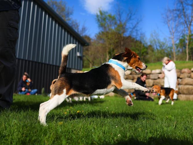 Ridglan Farms beagle transfer