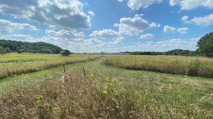 UW-Parkside project to improve endangered bee habitat