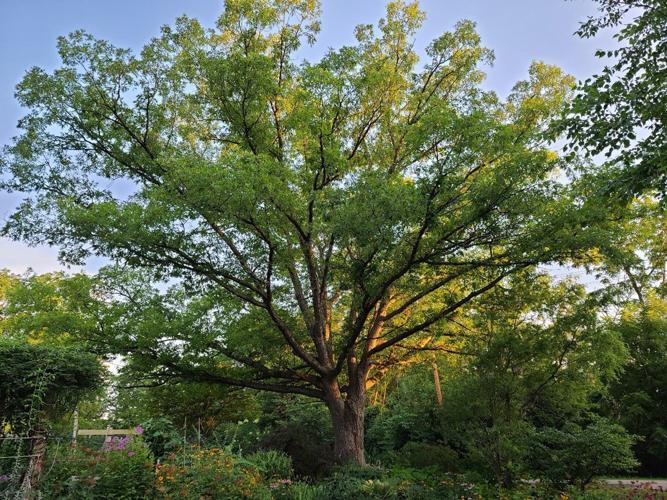 Marina Konz's white oak tree