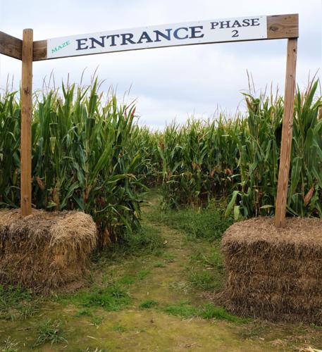 Corn maze at Pearce's Farm Stand
