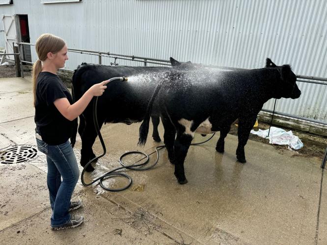 Workin' at the cow wash
