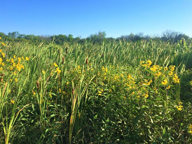 Troy State Wildlife Area, Town of Lafayette, Walworth County
