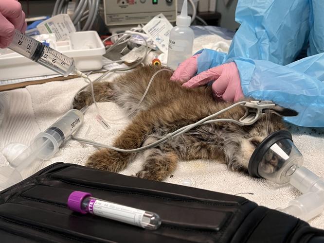 Bobkitten sedated