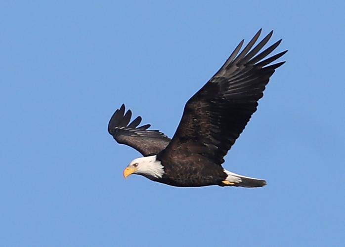 Eagle Counting