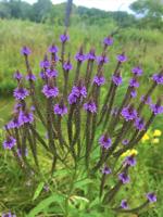 Blue Vervain