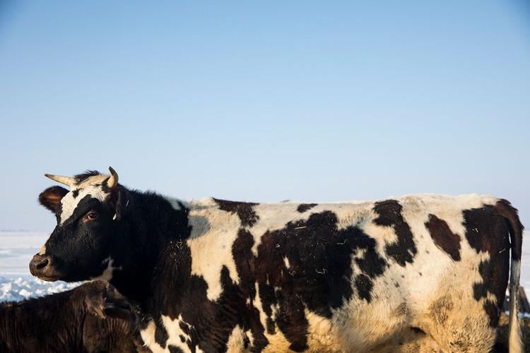Cow5