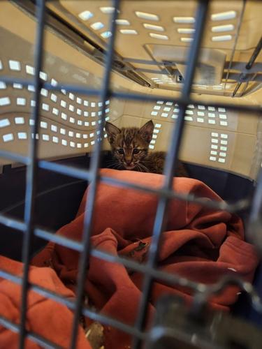 bobkitten cage.jpg