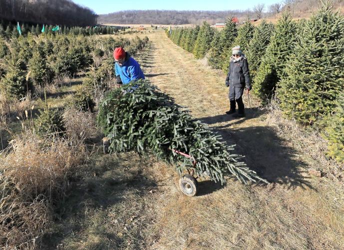 Christmas Trees