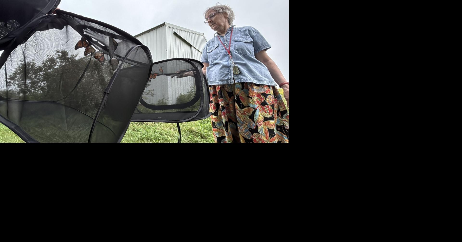 Wisconsin researchers are putting tiny trackers on monarch butterflies