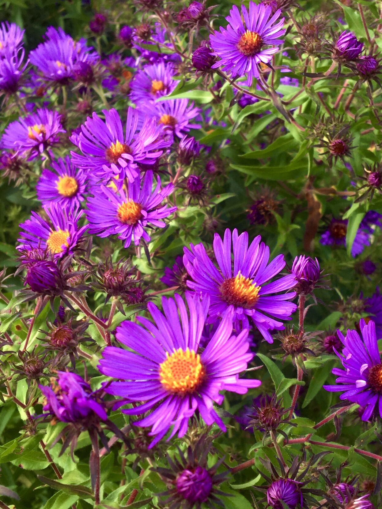 Kishwauketoe - New England Aster