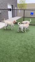 Watch Now: A remarkable reunion: Three Labrador retrievers reunited in Kenosha