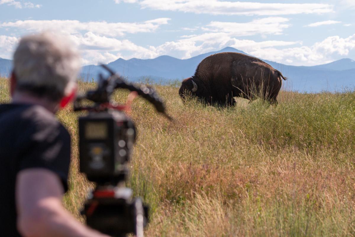 American Buffalo