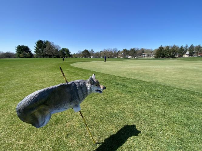 Fox relocation study