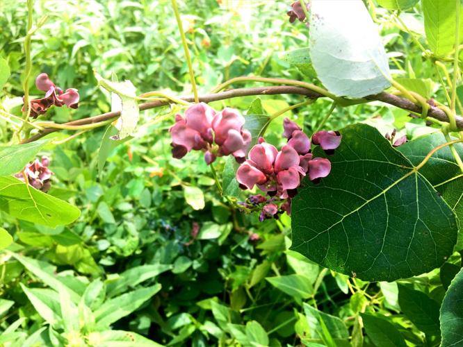 Kishwauketoe - American Groundnut  (Potato Bean, Cinnamon Vine, Indian Potato, Hopniss)