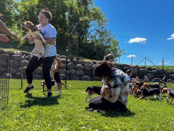 Volunteers play with released Ridglan dogs