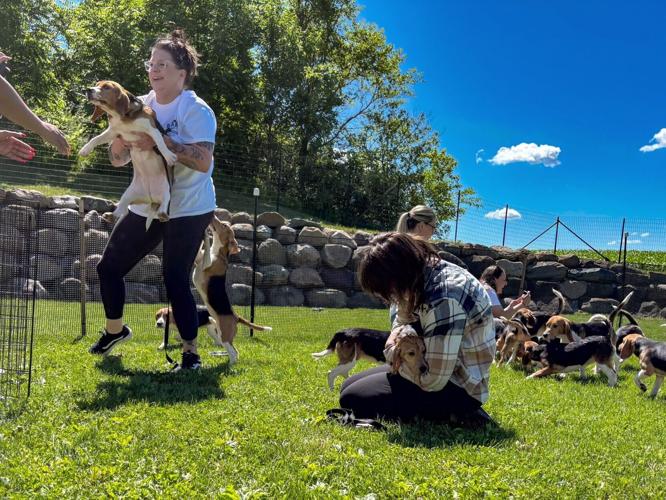 Volunteers play with released Ridglan dogs