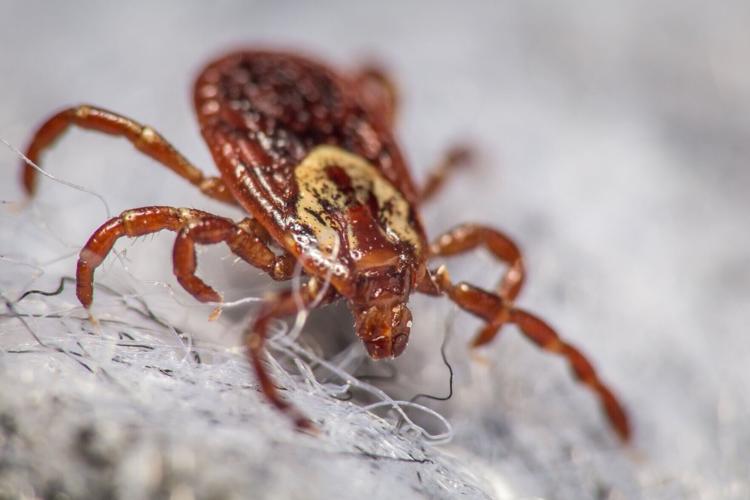 Wood tick