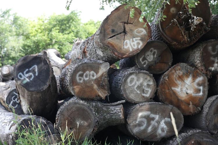 2022072006WoodCycle496-07202022155802