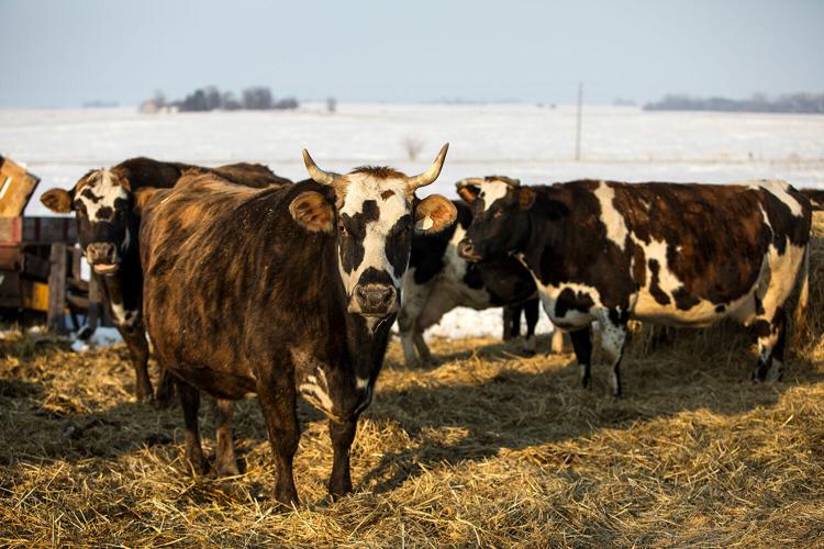 Cow6