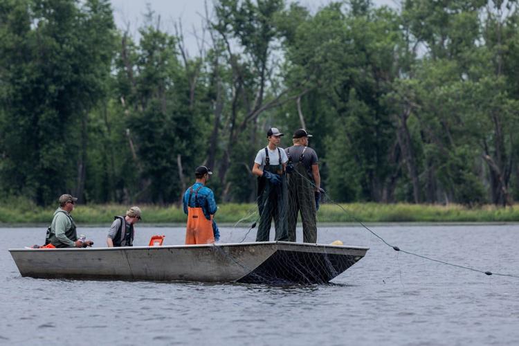 Researchers race against invasive carp in the Mississippi