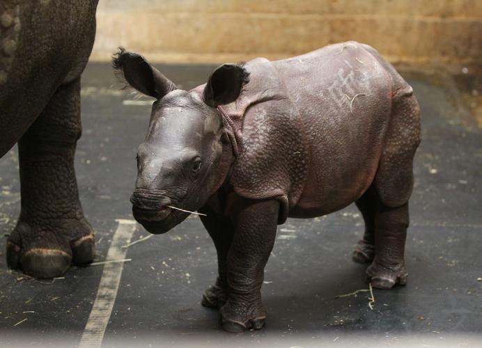 LOCAL BABY RHINOCEROS