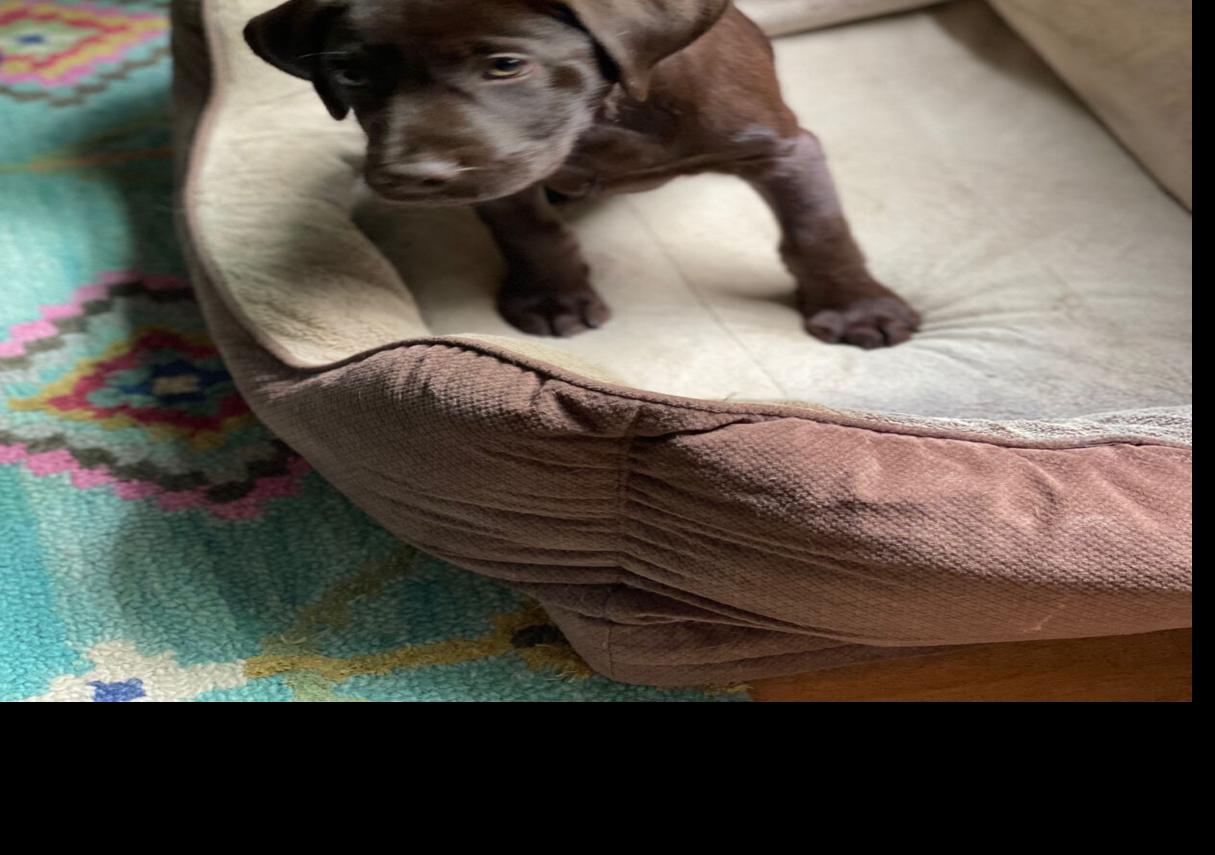 Puppy taken in burglary, police photo