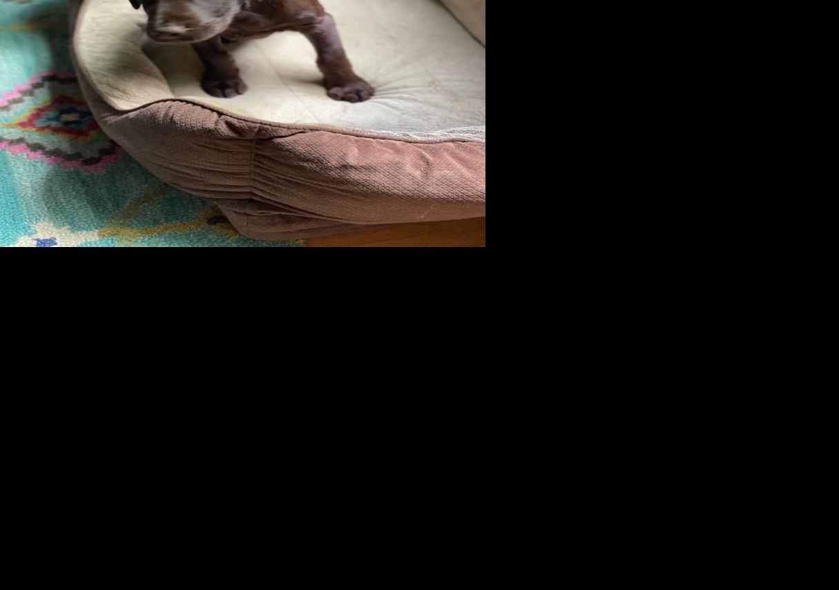 Puppy taken in burglary, police photo
