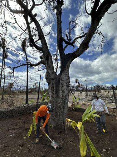 Hawaii Wildfire The Other Trees