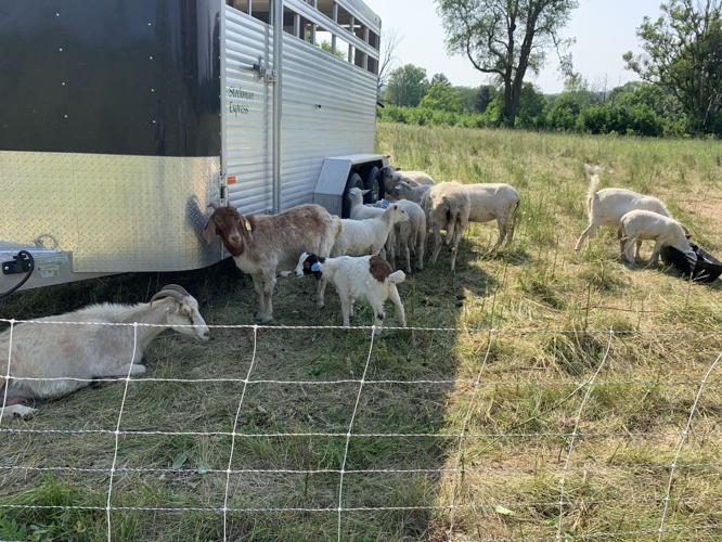 Several goats hang out by a trailer while grazing some grass