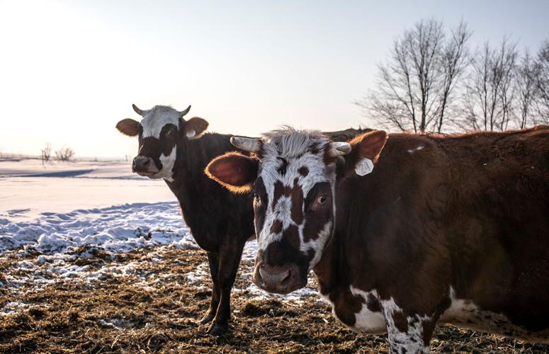 Cow2