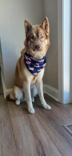Tundra, a 1-year-old husky-shepherd mix, owned by the Berczy family of Oconomowoc, was among 21 animals who died in a fire June 13 at a home boarding facility in Dousman