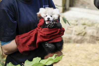 Britain Red Panda Death