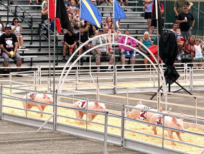 State Fair Pig Racing