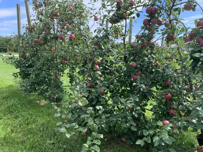 Orchard Apples