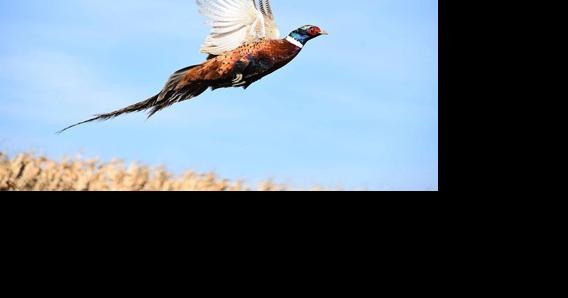 Wisconsin's 2023 pheasant season to open Oct. 14 - Vimarsana News