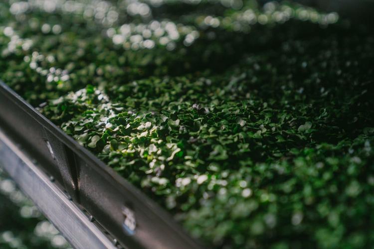 Microgreens