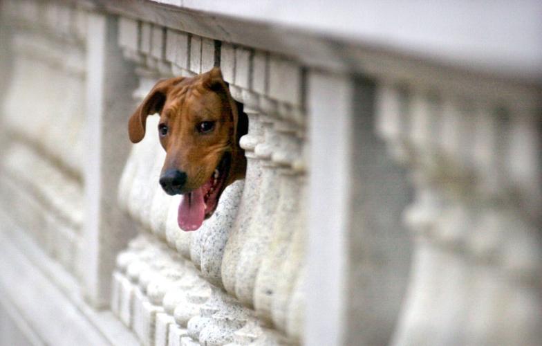 Rhodesian ridgeback