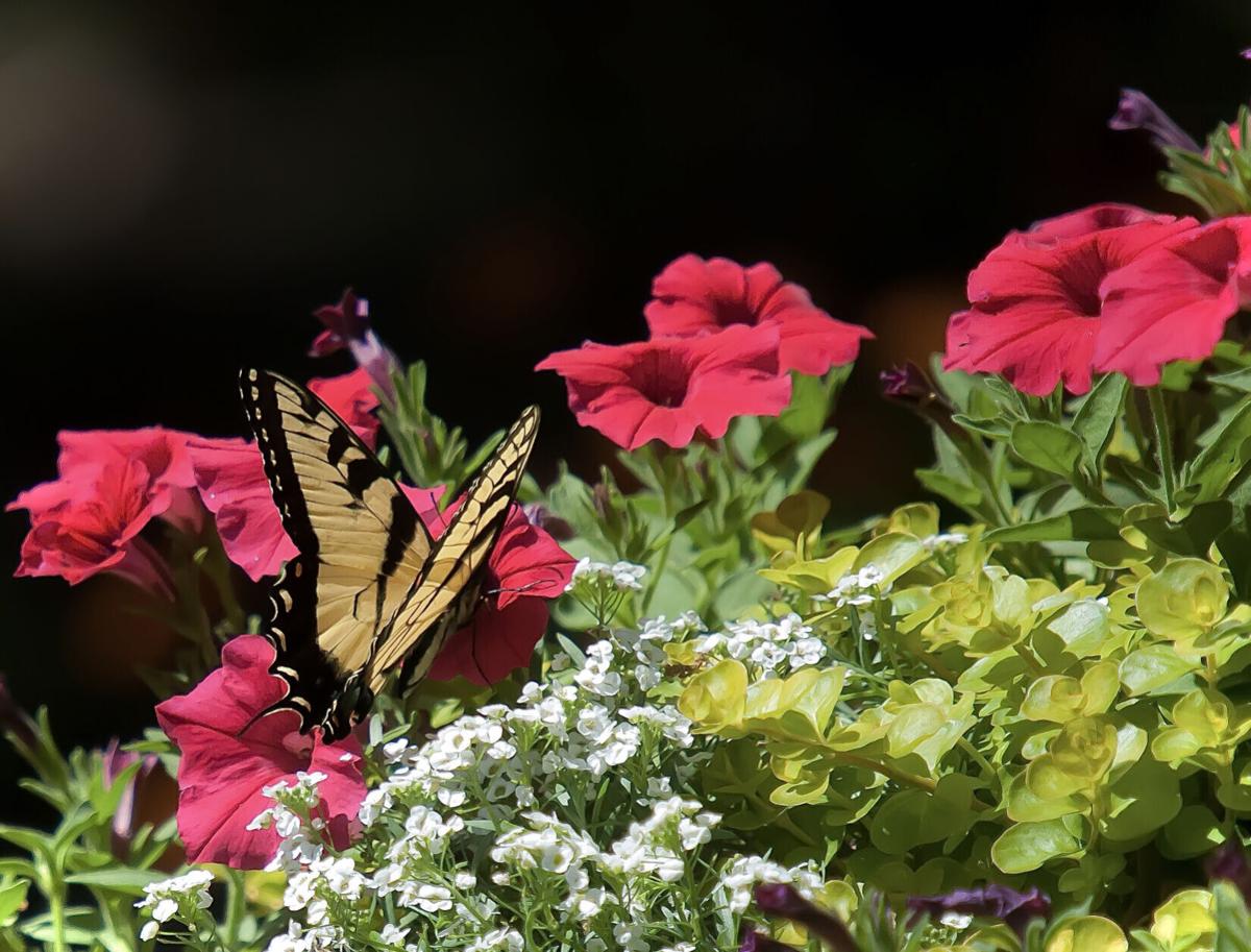 LIFE-HOME-ONGARDENING-1-MCT