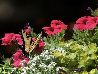 LIFE-HOME-ONGARDENING-1-MCT