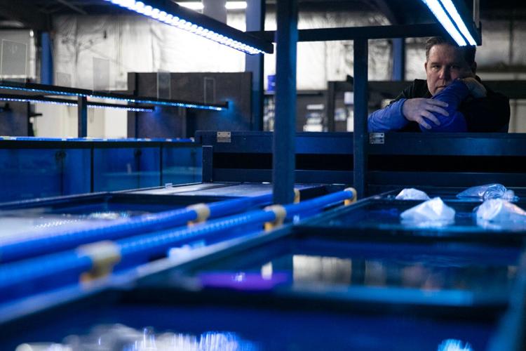 Big Kahuna Tropical Fish