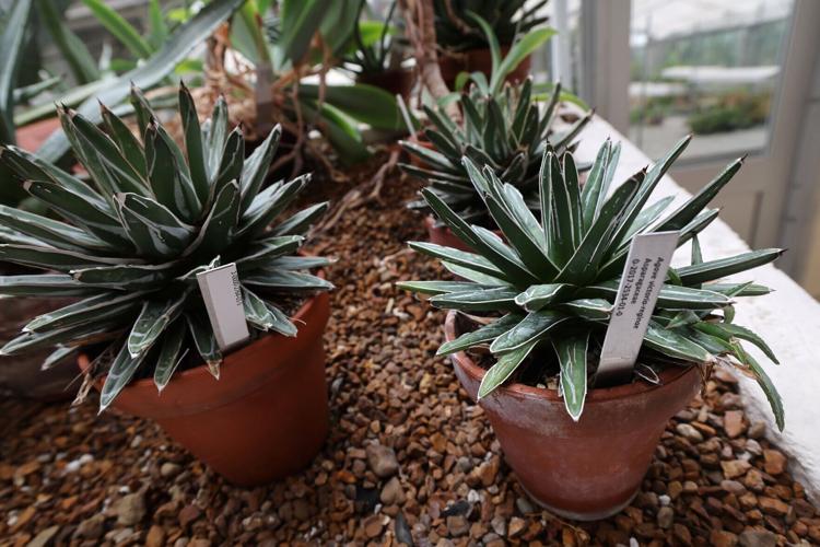 Plant at UW-Madison has death bloom