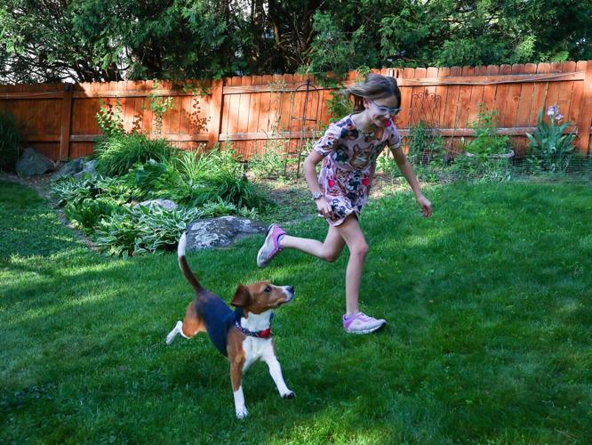 Family adopts Ridglan beagle