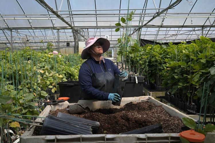 Pongamia Tree What to Know