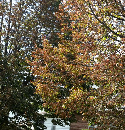 082020_nws_trees 531