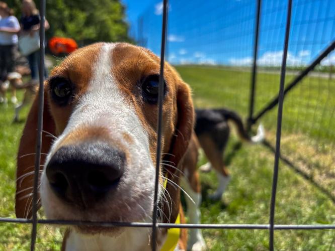 Beagle pokes through fence after transfer from Ridglan Farms