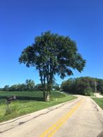 American elm along Rustic Road 11, east of Lake Geneva